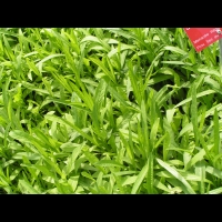 Succisella Inflexa (fam Dipsacacees) (02)